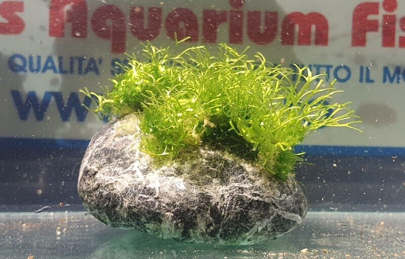 DECO' STONE small