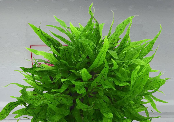 Microsorium Green Gnome NEW