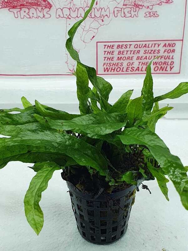 Microsorium mini NEW
