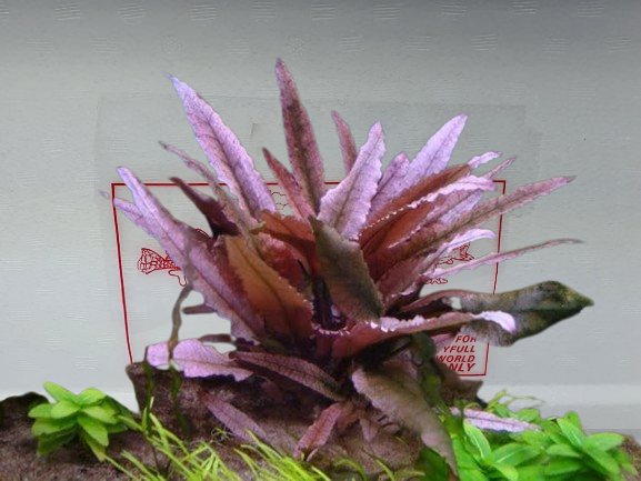 Cryptocoryne pink panther