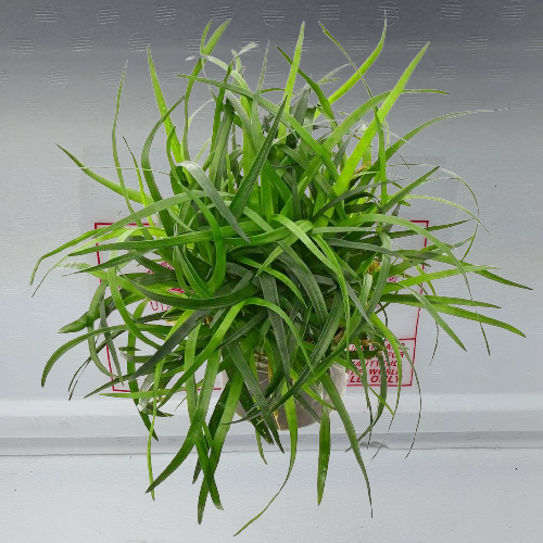 ERIOCAULON SPECIES