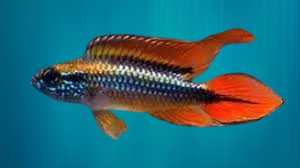 APISTOGRAMMA AGASSIZI DOUBLE RED SM