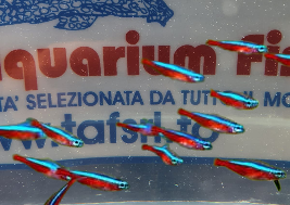 CARDINALI xl