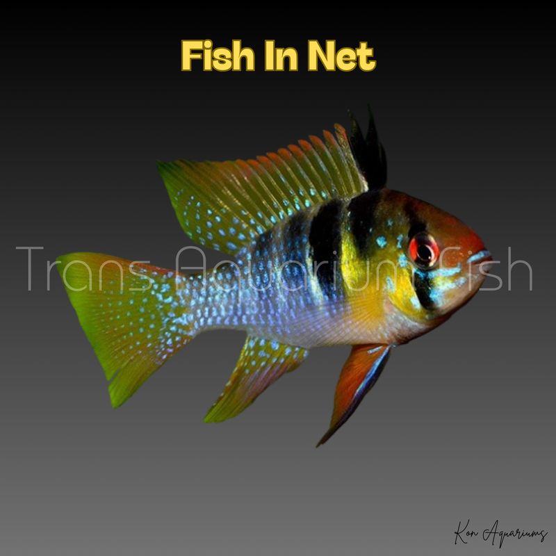 APISTOGRAMMA RAMIREZI