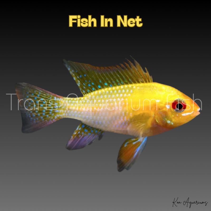 APISTOGRAMMA RAMIREZI GOLD MD