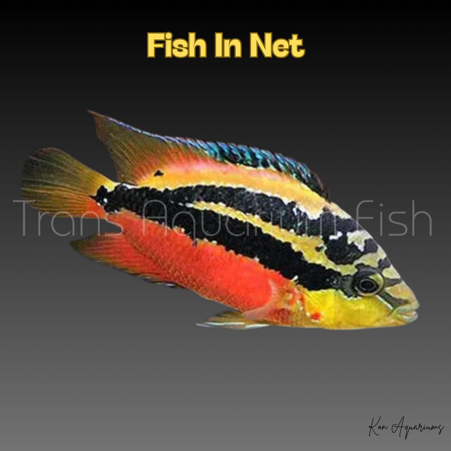 CICHLASOMA SALVINI