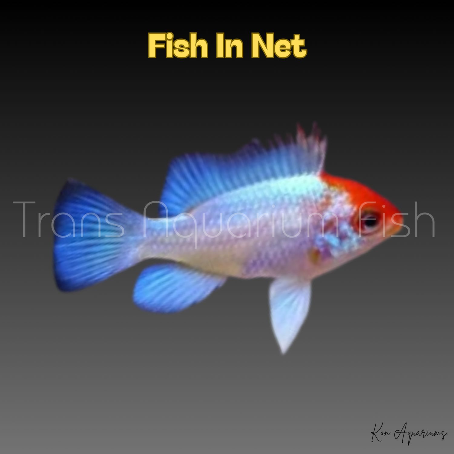 APISTOGRAMMA RAMIREZI BLU ELECTRIC