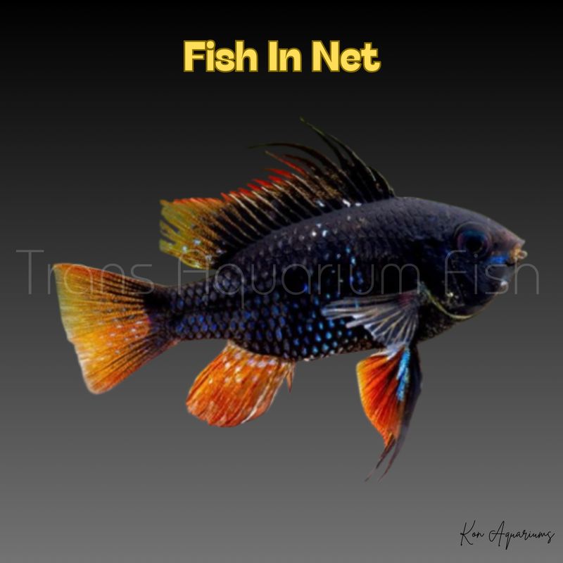 APISTOGRAMMA RAMIREZI BLACK MD