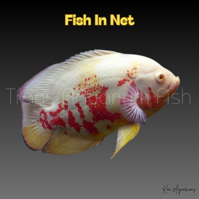ASTRONOTUS ALBINO 7/8 cm