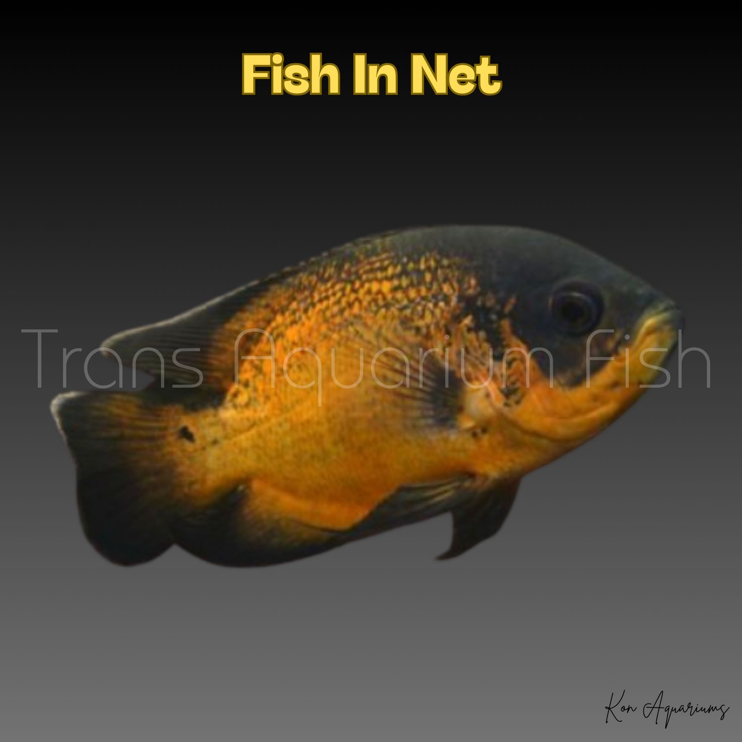 ASTRONOTUS RED 7/8 cm