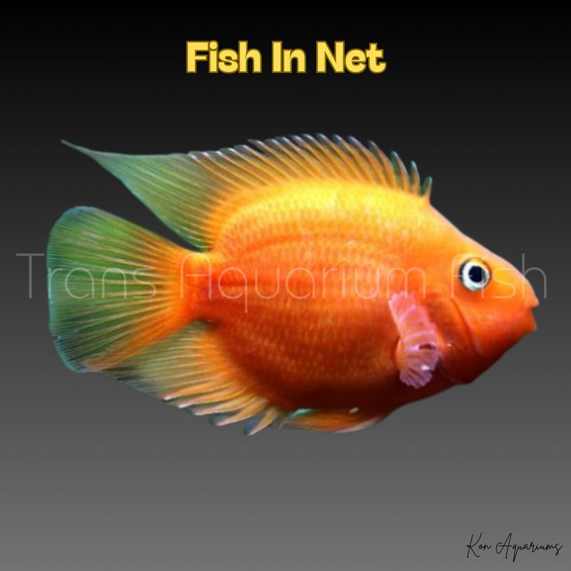 CICHLASOMA PARROT RED