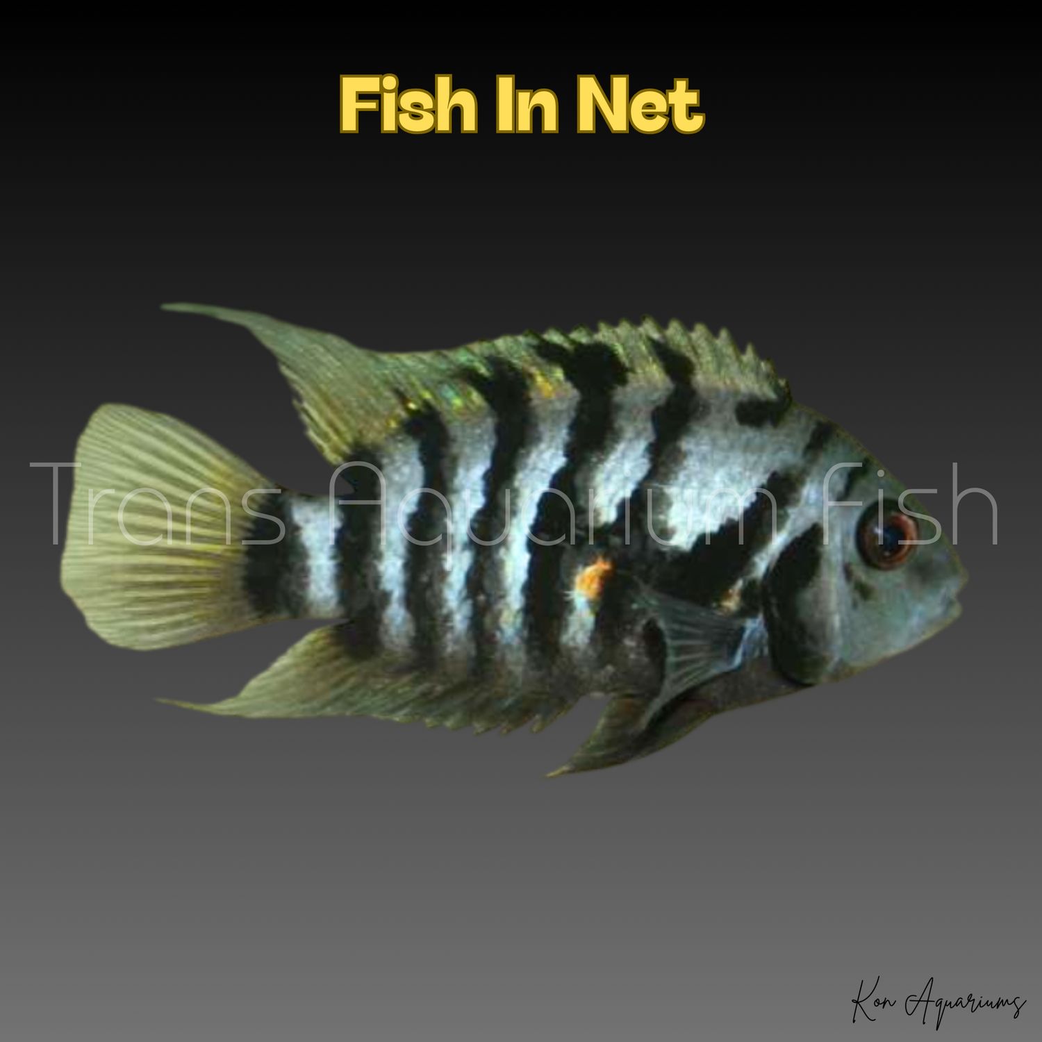 CICHLASOMA NIGROFASCIATUM