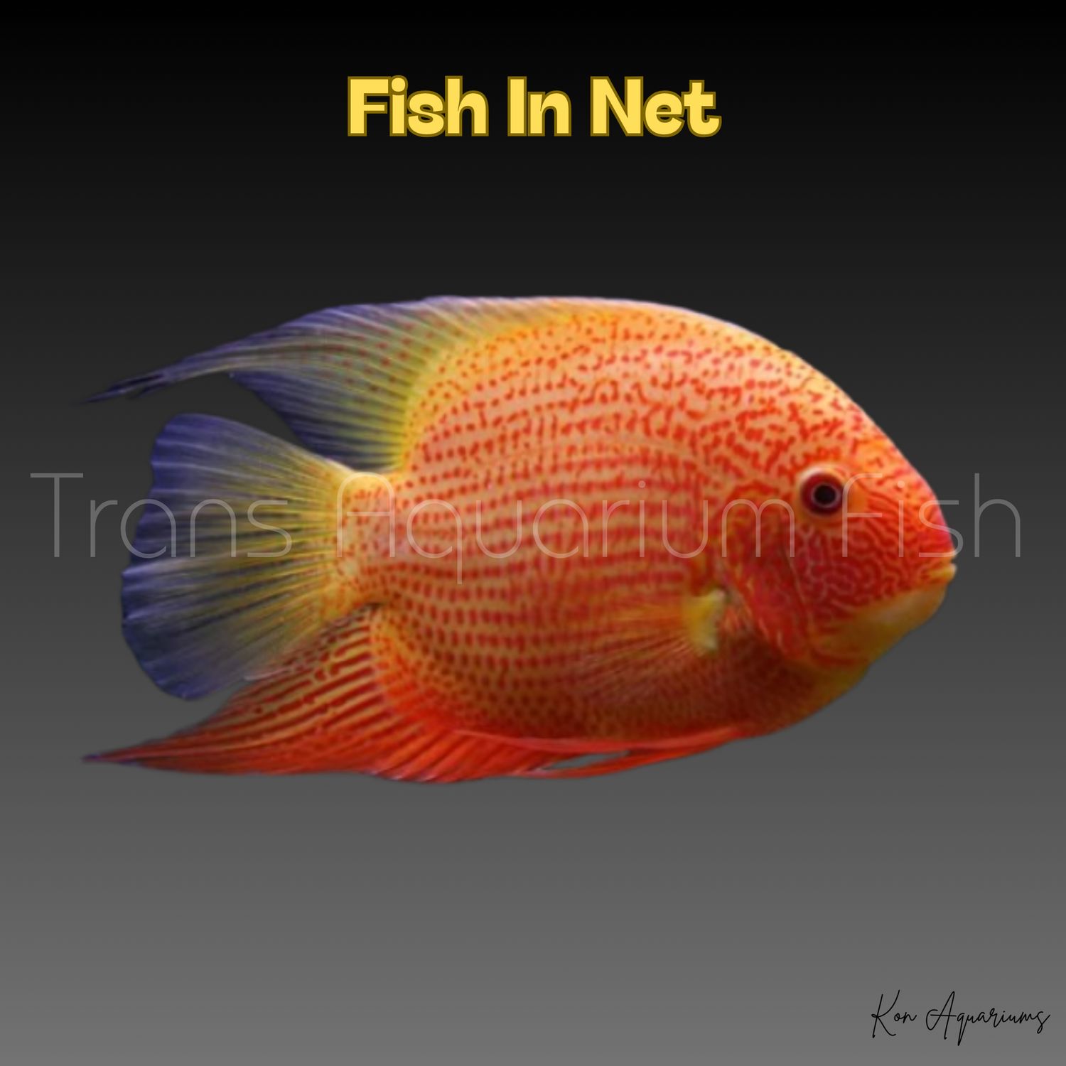 HEROS SEVERUM RED SPOTTED 7/8 CM