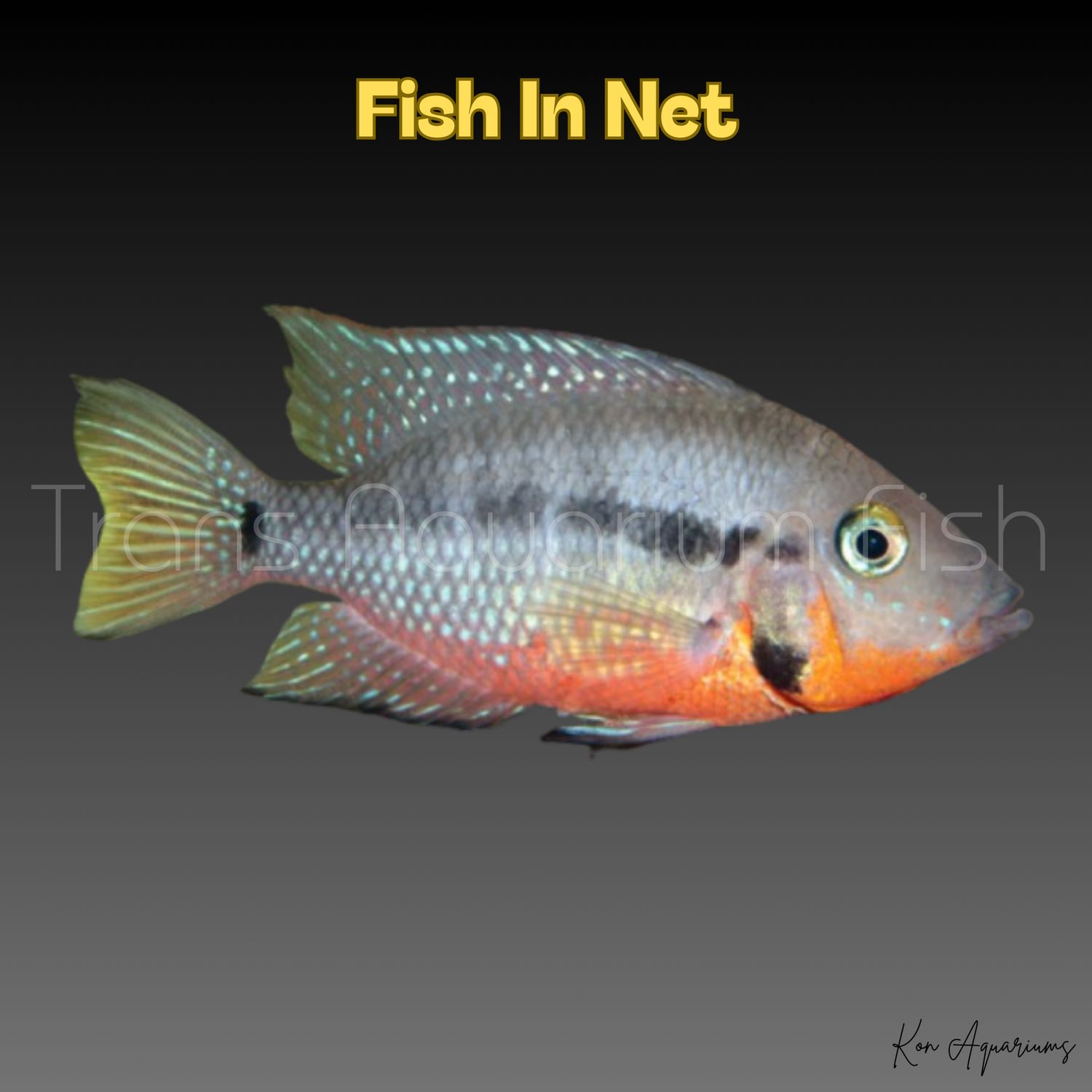 THORICHTYS MEEKI FIRE MOUTH