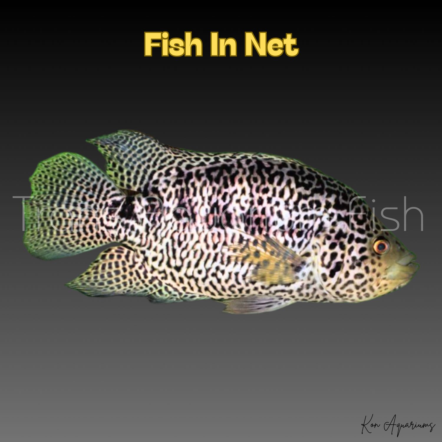 PARACHROMIS MANAGUENSE
