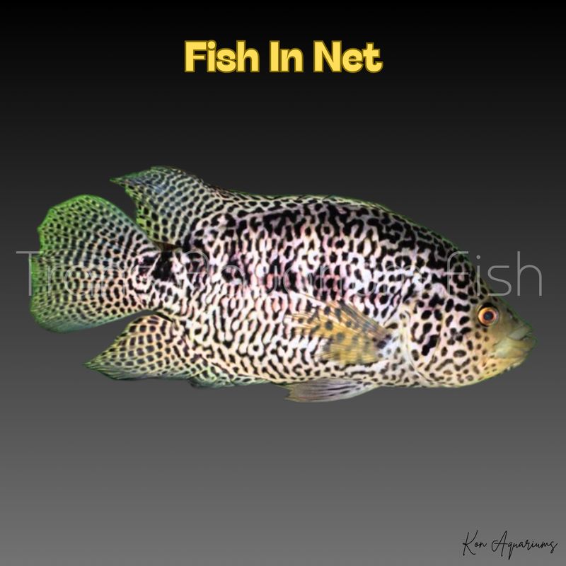 PARACHROMIS MANAGUENSE