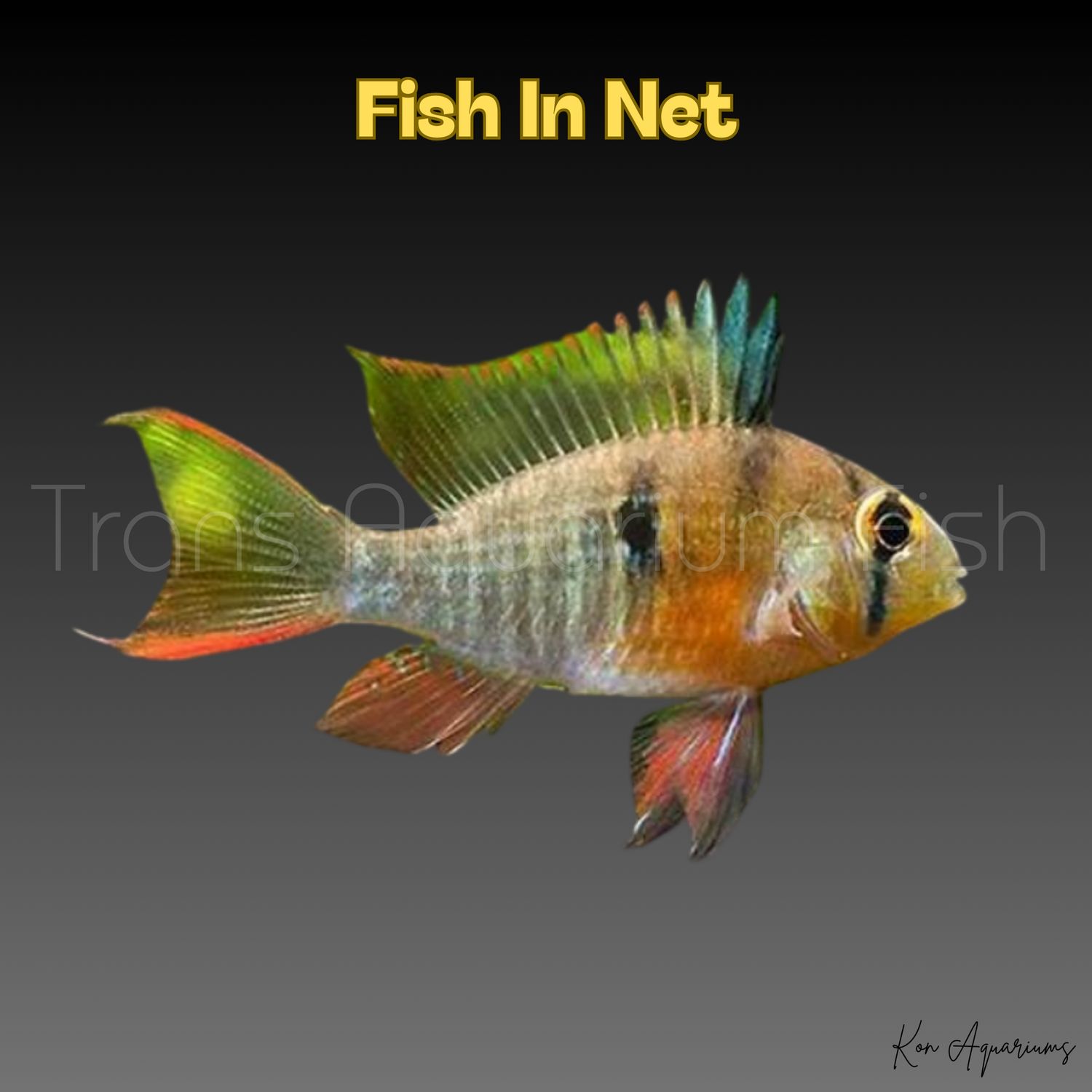 MICROGEOPHAGUS ALTISPINOSA