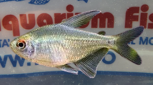 MOENKAUSIA PITTIERI