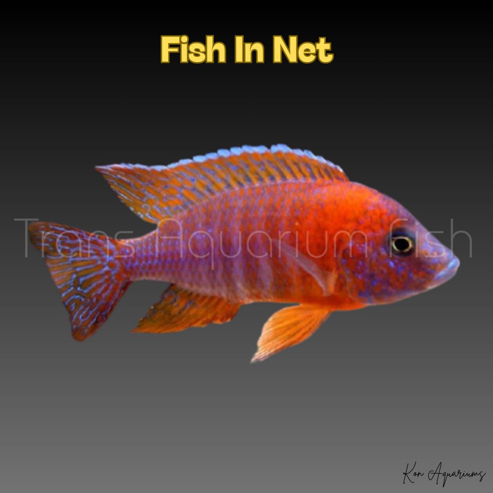 AULONACARA NYASSASE RED SM