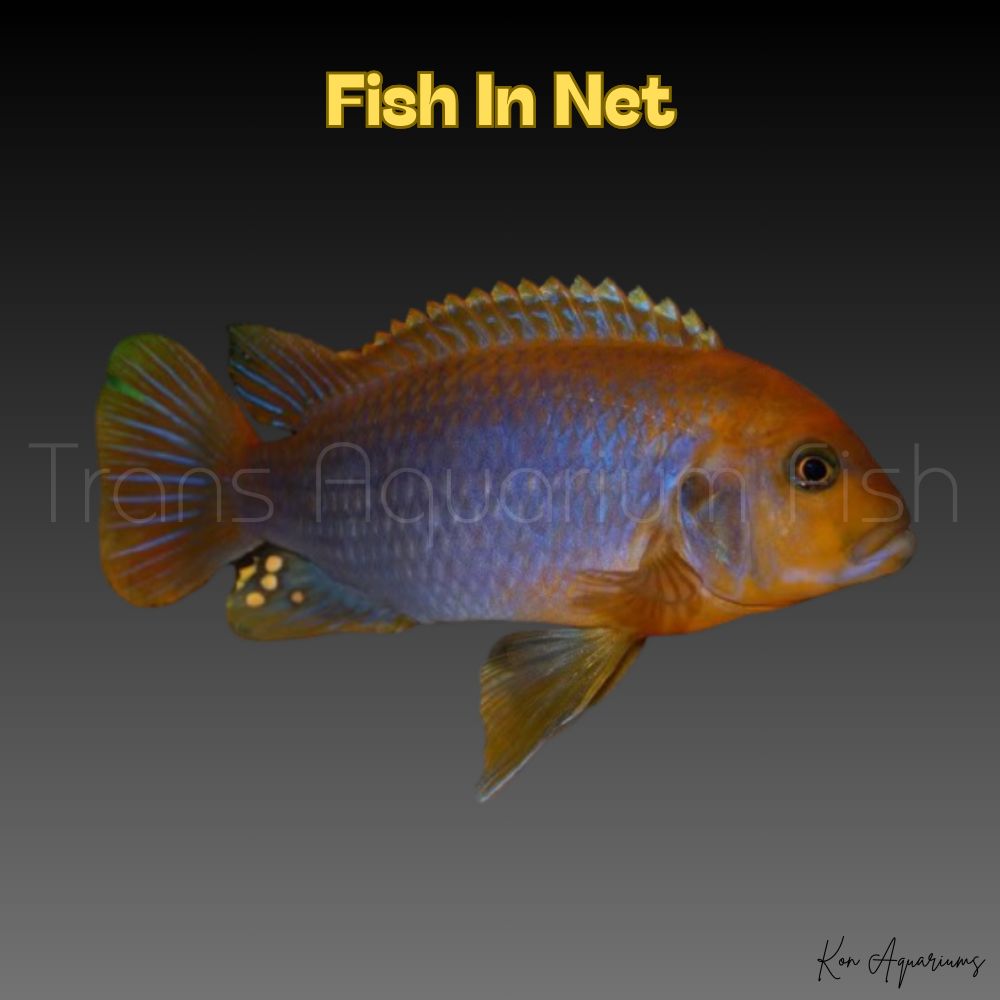 IODOTROPHEUS SPRENGERAE
