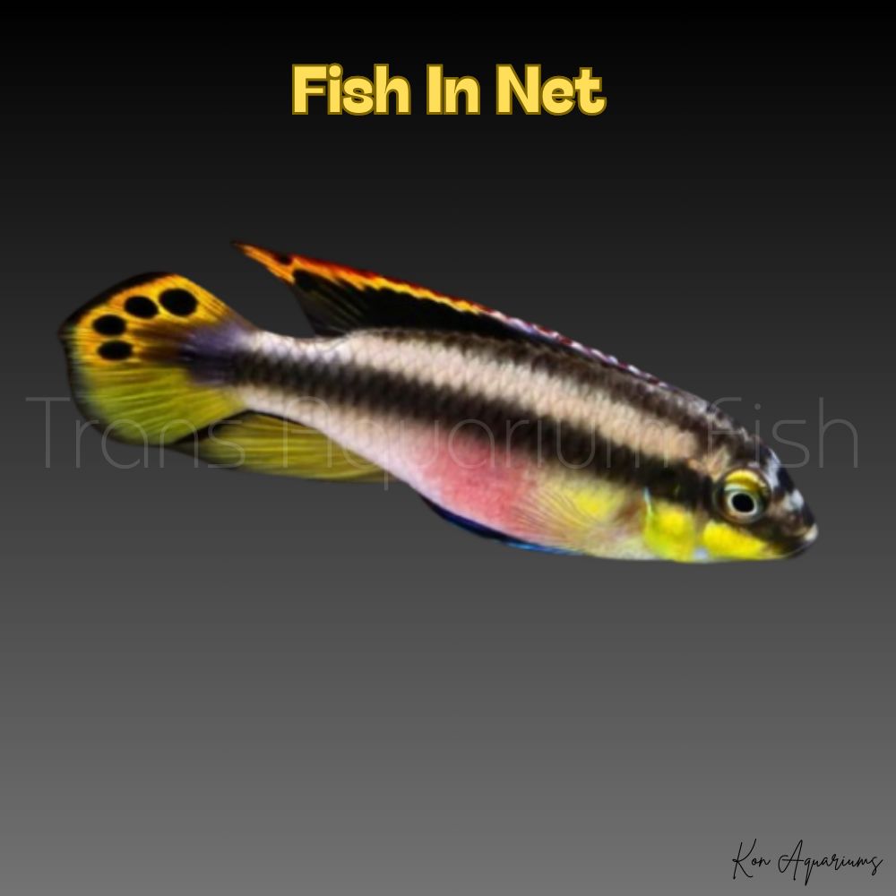 PELVICACHROMIS PULCHER large - SOLO MASCHI
