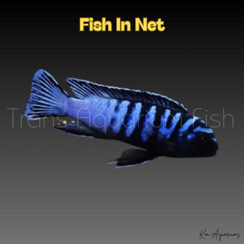 PSEUDOTROPHEUS DEMASONI sm