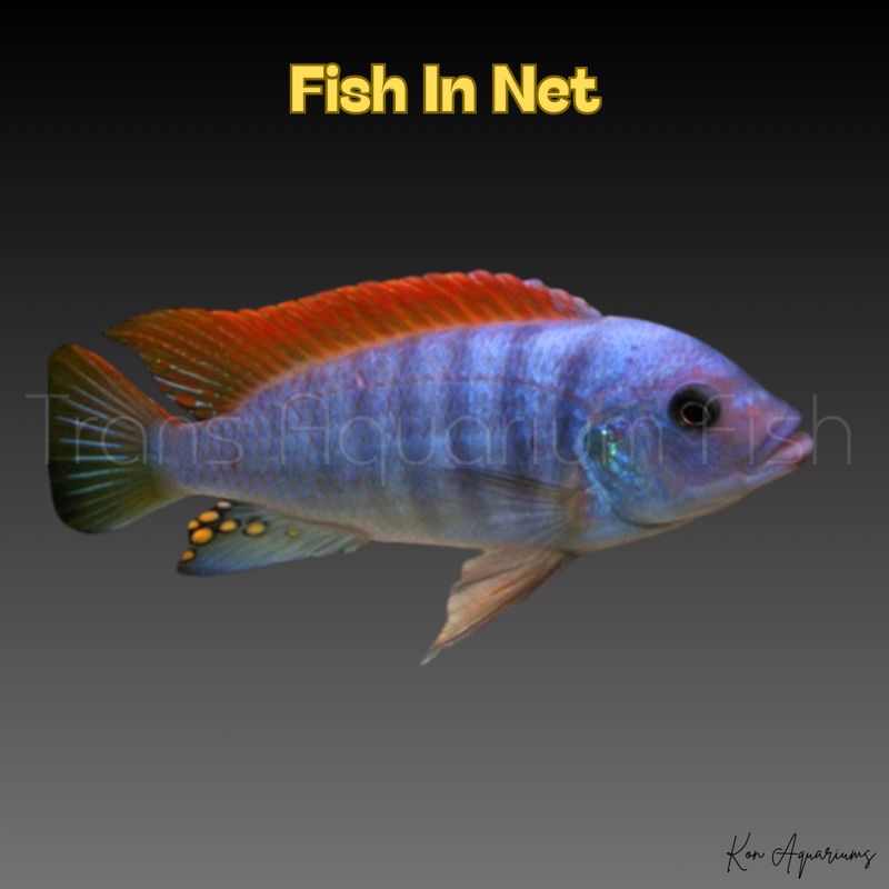 LABEOTROPHEUS TREWAWASE RED TOP 4CM.