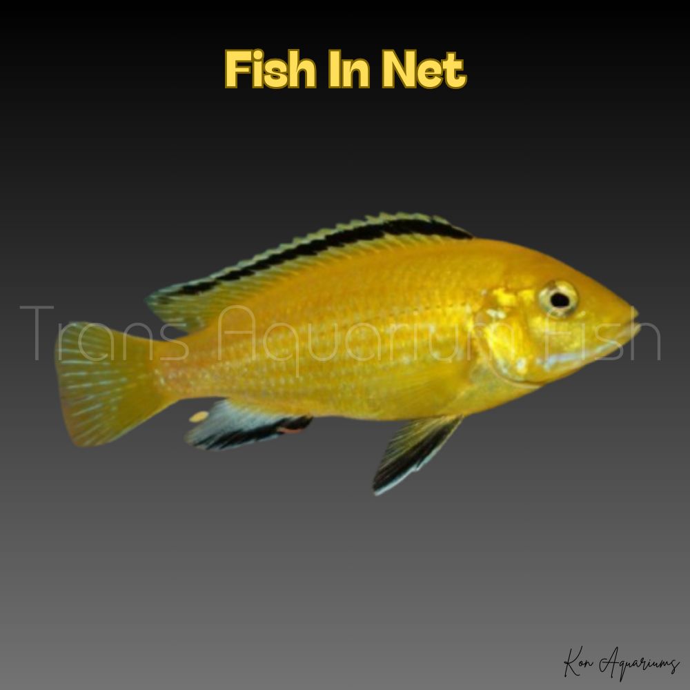 LABIDOCHROMIS COER.YELLOW