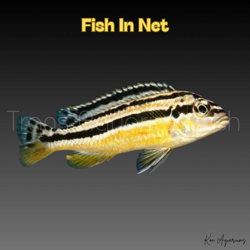 MELANOCHROMIS AURATUS