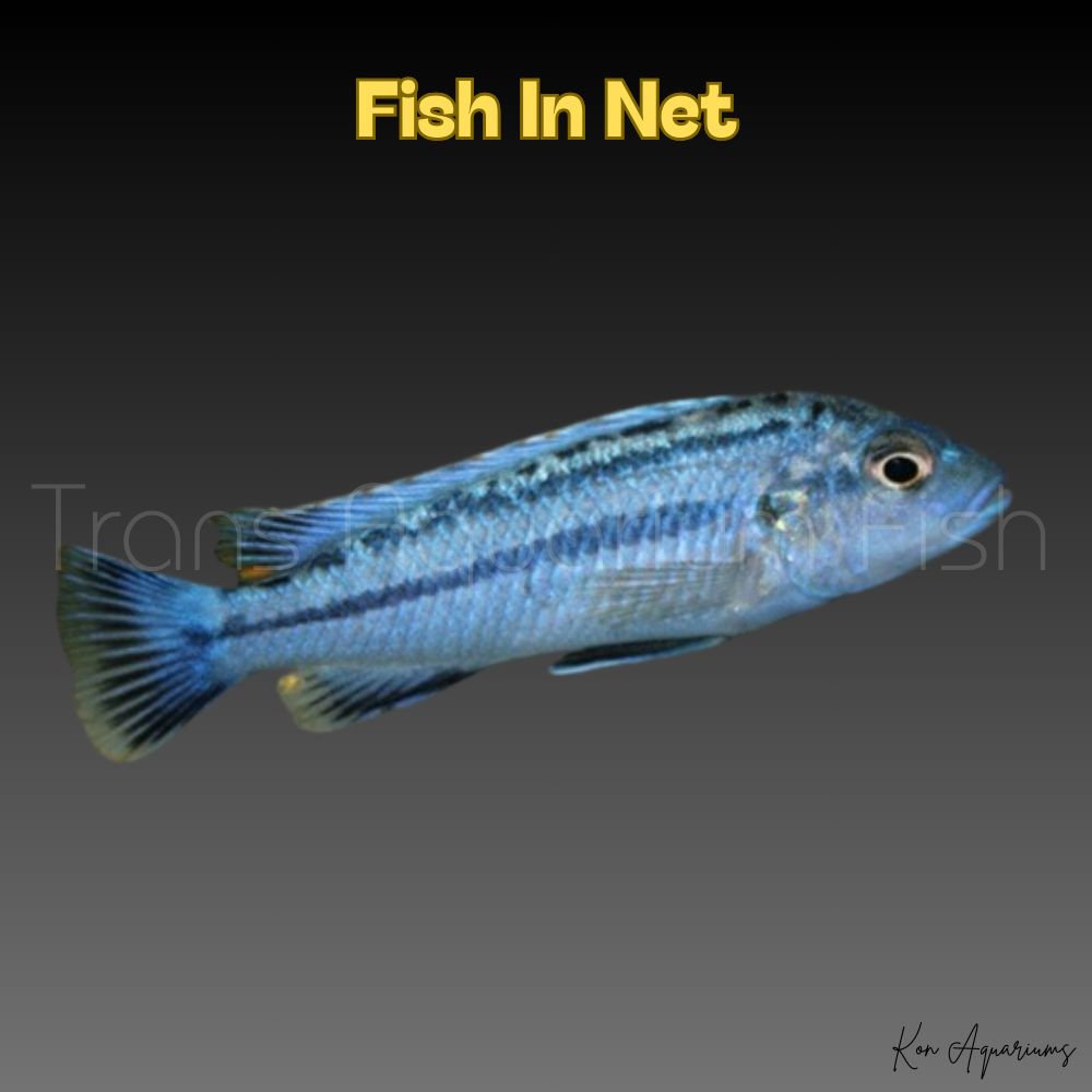 MELANOCHROMUS ELECTRIC BLUE
