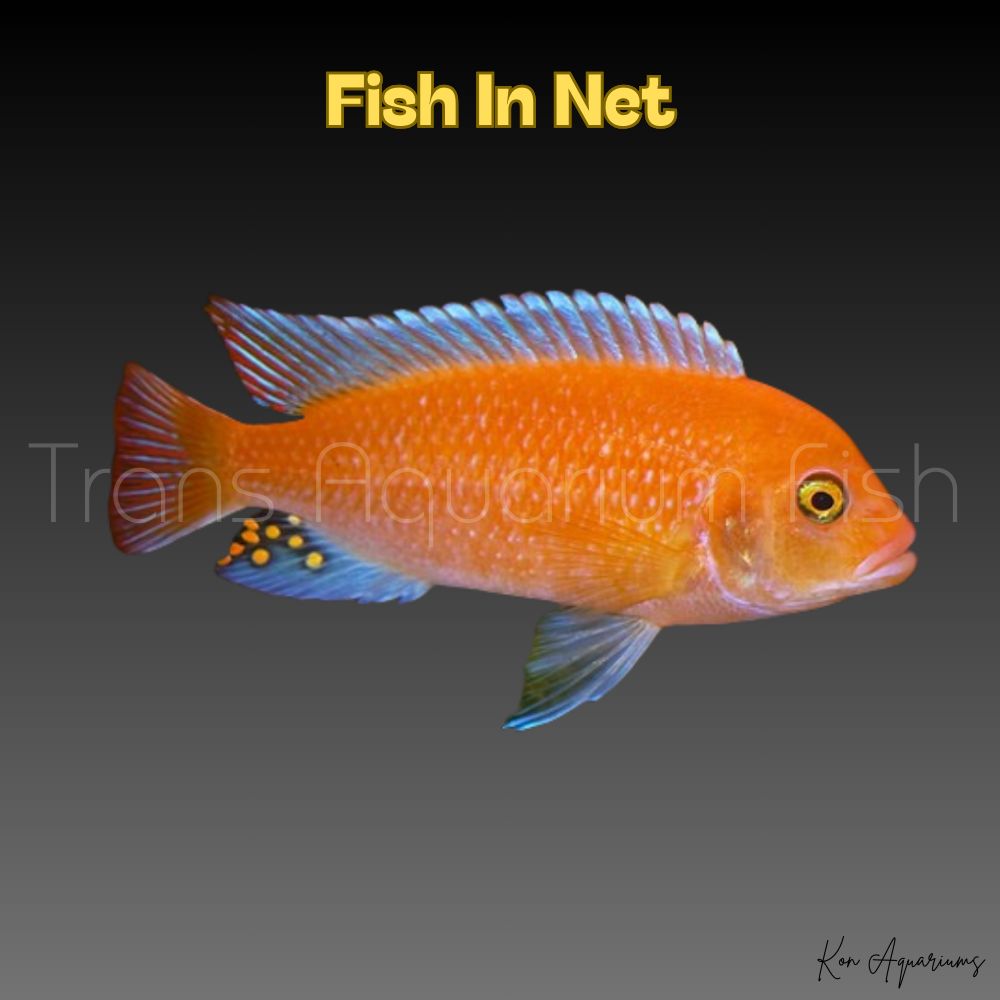 PSEUDOTROPHEUS ESTHERAE 6CM