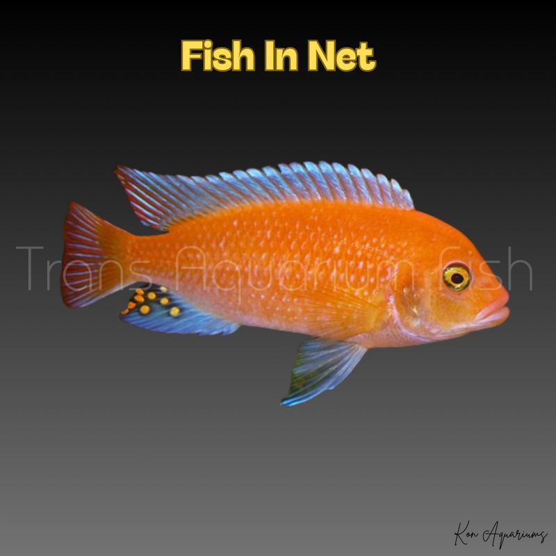 PSEUDOTROPHEUS ESTHERAE 6CM