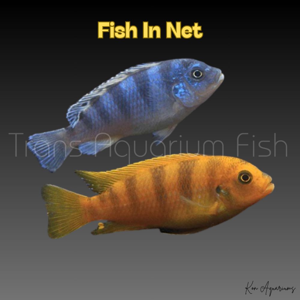 PSEUDOTROPHEUS LOMBARDOI sm