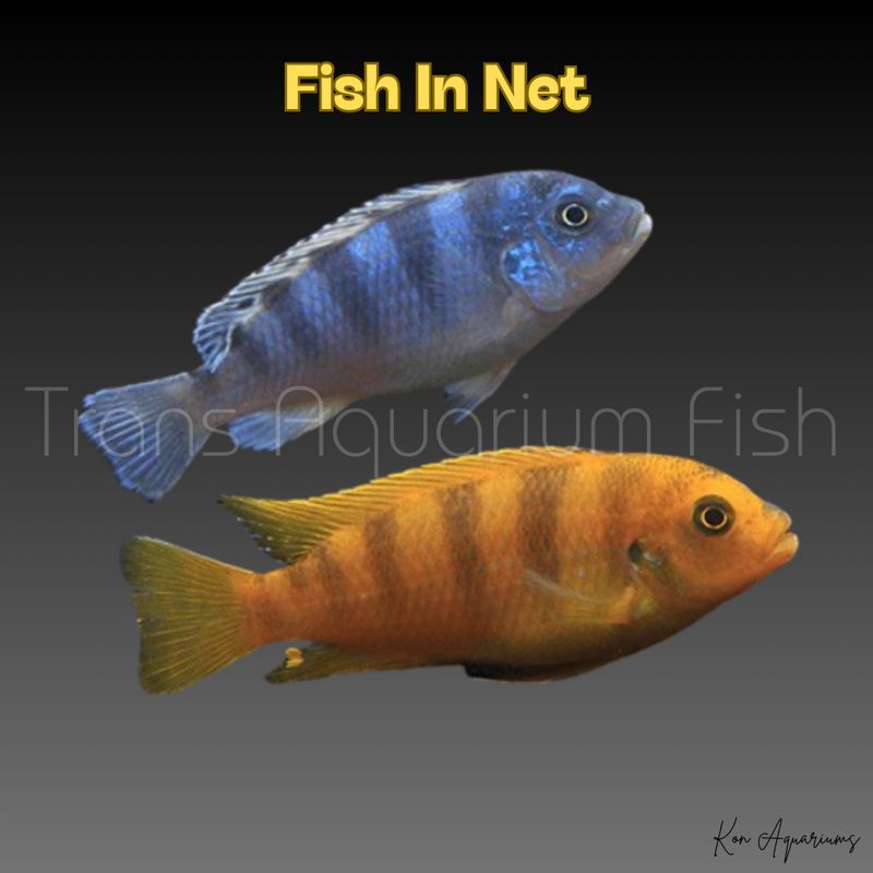 PSEUDOTROPHEUS LOMBARDOI sm