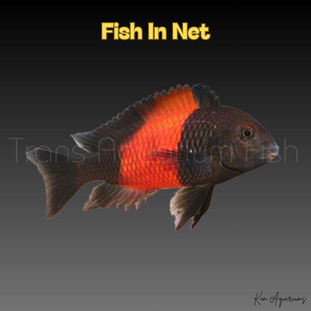 TROPHEUS MOORI BEMBA RED 5/6 cm.
