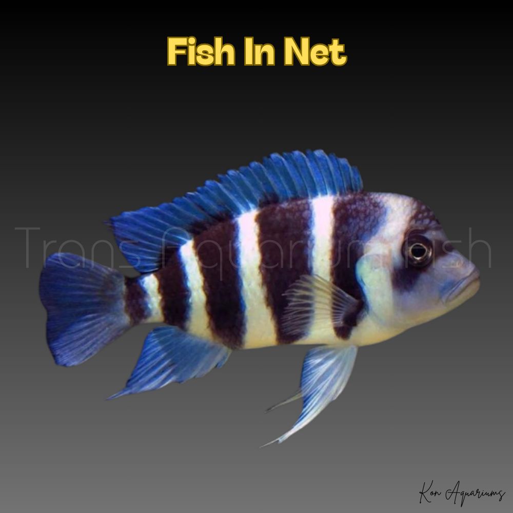CYPHOTILAPIA FRONTOSA L