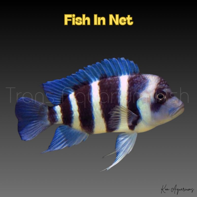 CYPHOTILAPIA FRONTOSA L