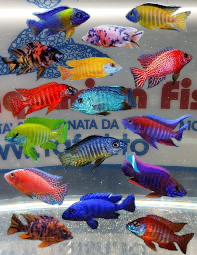 AULONACARA VARIETA' ASSORTITE 8/10 CM