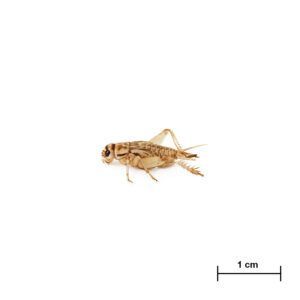 Acheta small