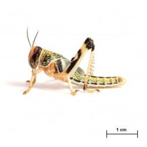 Locusta gregaria Sub Adult