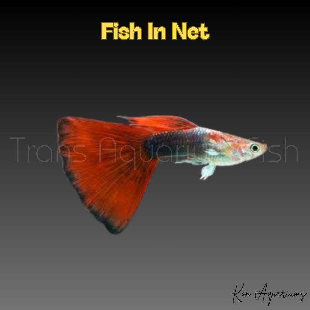 GUPPY MASCHIO H.B.RED DELTA NEON