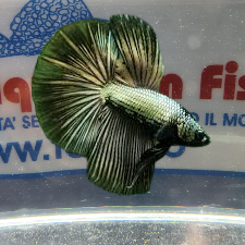 BETTA MASCHIO HALFMOON COPPER