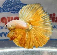 BETTA MASCHIO HALFMOON GOLD