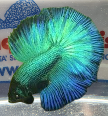 BETTA MASCHIO HALFMOON GREEN