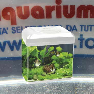 ACQUARIO BILLY 16 BIANCO