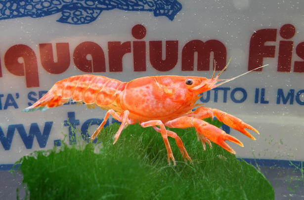 CAMBARELLUS ORANGE sm