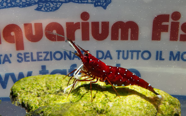 CARIDINA DENNERLI  (CARDINAL)