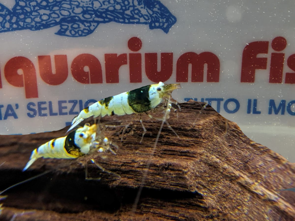 CARIDINA-CRYSTAL-BLACK