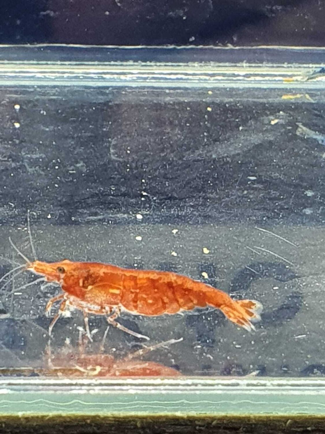 CARIDINA-HETEROPODA-BLOODY-MARY