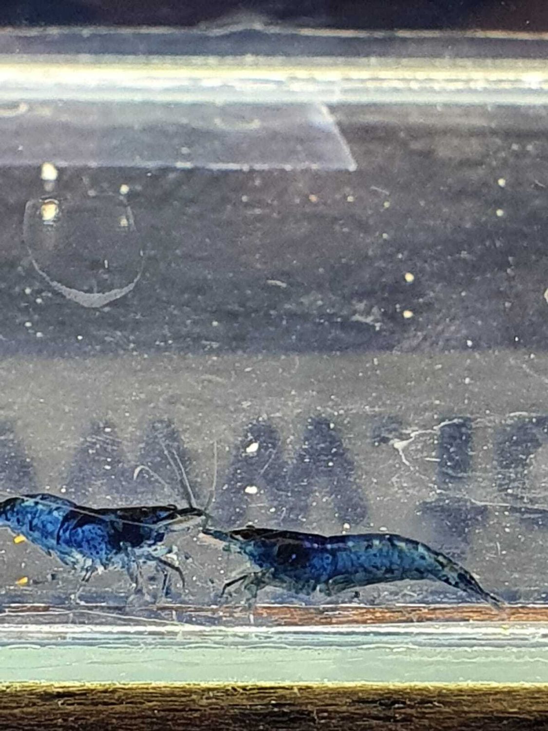 CARIDINA-HETEROPODA-BLU-ELECTRIC-sm